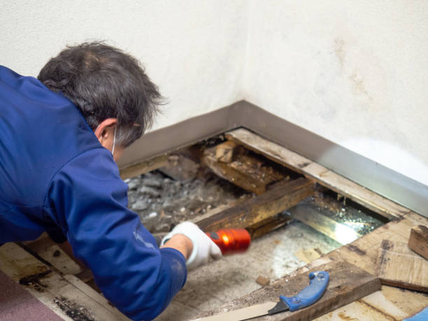 Best Best Mold Removal Companies  in South Wenatchee, WA