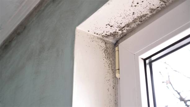 Professional Mold Removal in South Wenatchee, WA