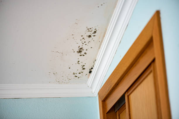 Best Attic Mold Removal  in South Wenatchee, WA