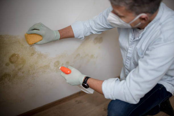 Crawl Space Mold Removal in South Wenatchee, WA