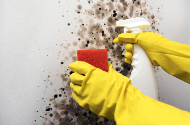 Best Office Mold Removal Services  in South Wenatchee, WA