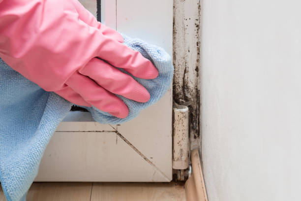 Best Mold Damage Repair  in South Wenatchee, WA