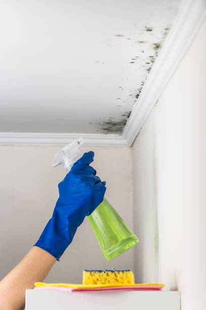 Best Professional Mold Removal  in South Wenatchee, WA